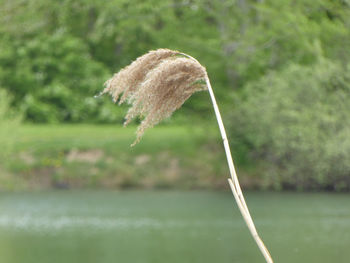 Close-up of plant growing on field