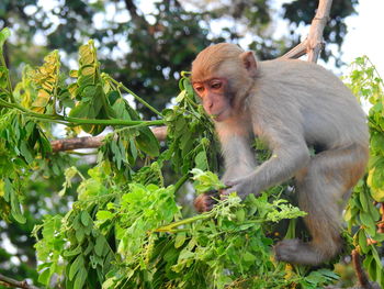 Monkey sitting on tree