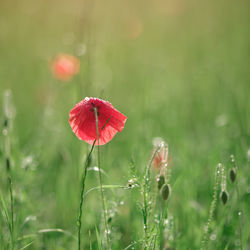 Close-up of red poppy flowers on field