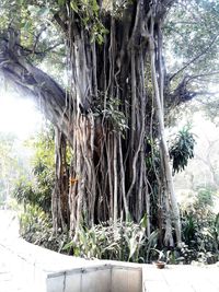 Low angle view of trees in forest