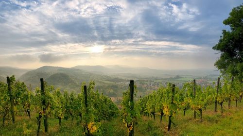 Panoramic view of vineyard against sky