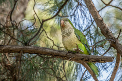 Low angle view of bird perching on tree