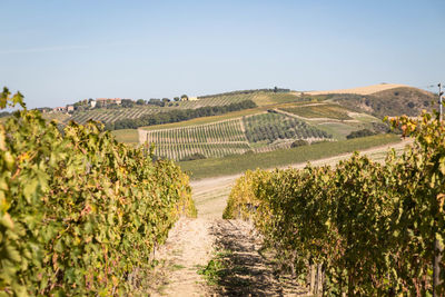 Vineyard against sky