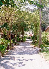 Footpath amidst trees and buildings