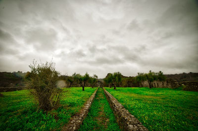 Scenic view of vineyard against sky