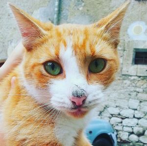 Close-up portrait of cat