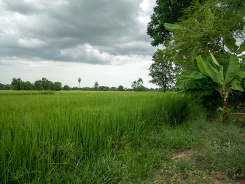 Scenic view of agricultural field against sky