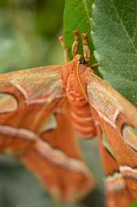 Close-up of insect on leaf