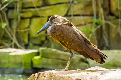 Bird perching on rock