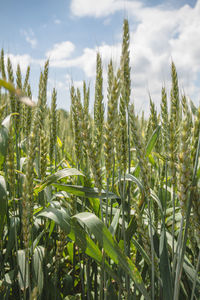 Close-up of stalks in field against sky