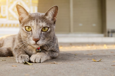 Close-up portrait of a cat resting