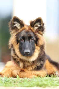 Close-up portrait of a dog on field