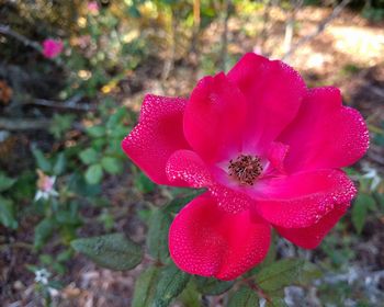 Close-up of pink flower