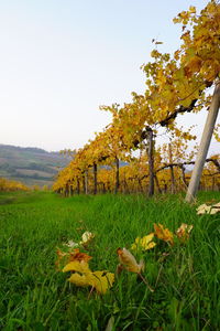 Scenic view of field against clear sky
