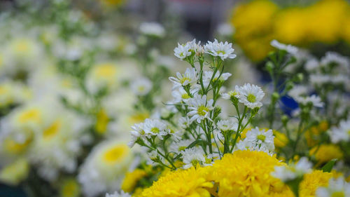 Close-up of yellow flowering plant on field