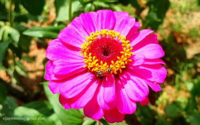 Close-up of pink flower blooming outdoors