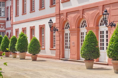 Potted plants outside building