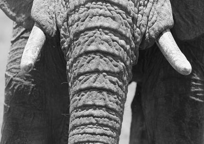 Close-up of elephant standing on field