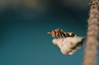 Close-up of bee