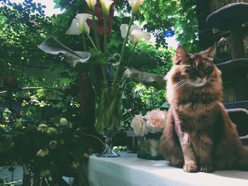 Portrait of a cat against plants