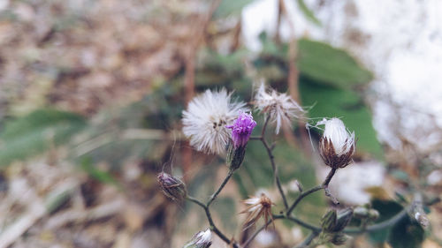 Close-up of flowers against blurred background