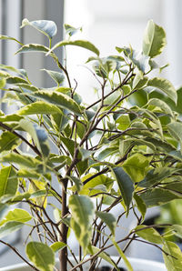 Low angle view of bird on plant