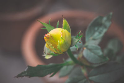 Close-up of yellow flowering plant