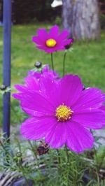 Close-up of pink flower