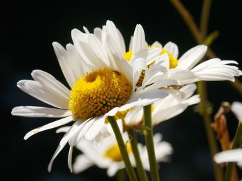 Close-up of white daisy