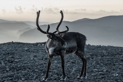 Deer standing on land