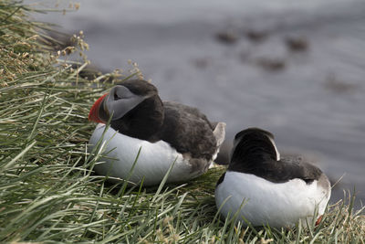 Close-up of birds on land