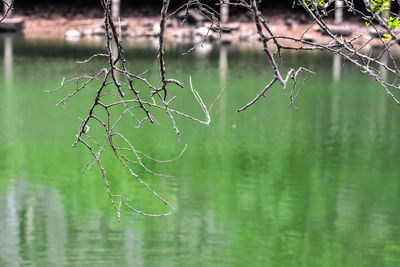 Close-up of plant in lake