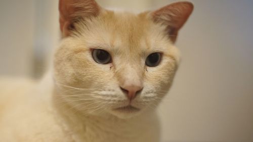 Close-up portrait of a cat