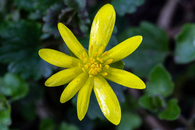 Close-up of yellow flowering plant