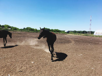 View of horse on field against sky