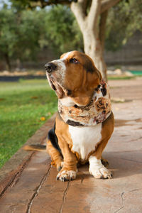 Dog sitting on footpath looking away with a snood headwear