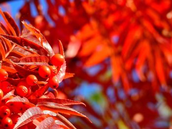 Close-up of orange flowers