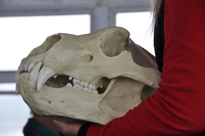 Close-up of hand holding animal skull