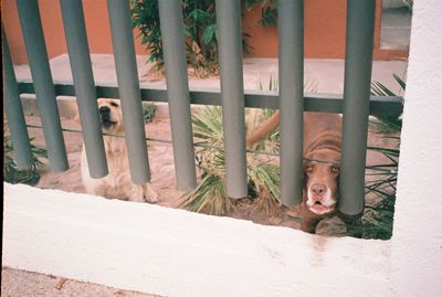 Portrait of cat in cage at zoo