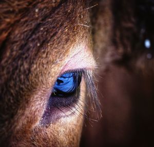 Close-up of horse eye