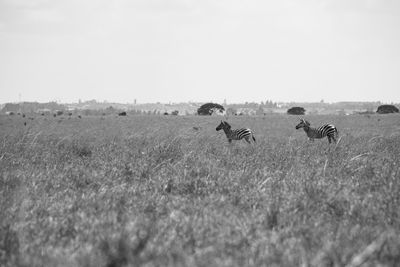 View of sheep on field against sky