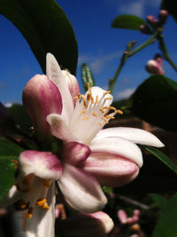 Close-up of pink flowers blooming outdoors