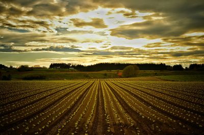 Scenic view of field against cloudy sky