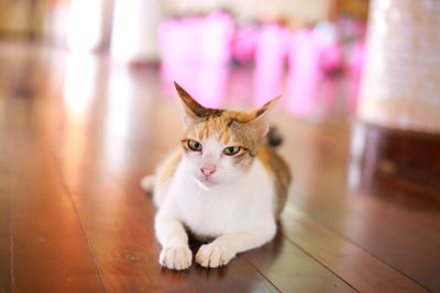 Portrait of cat sitting on hardwood floor