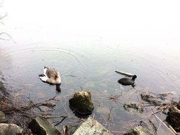 High angle view of ducks swimming in lake