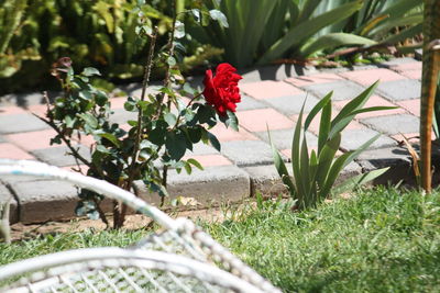 Close-up of red flower