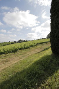 Scenic view of farm against sky