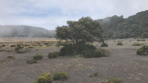 Trees on landscape against sky