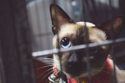 Close-up portrait of cat