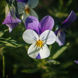 Close-up of purple flowering plant